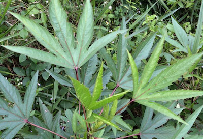 Buffalo Township ‘marijuana’ case heads to federal mediation